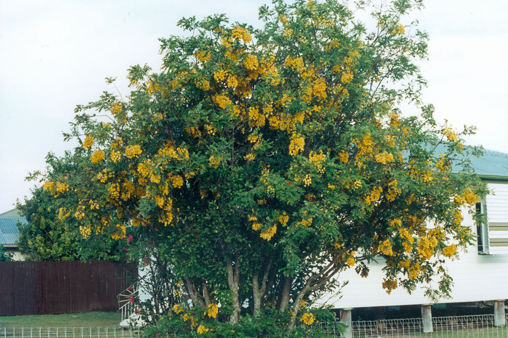 Cassia Tomentella on Makepeace Street, Rosewood, Ipswich, 1996