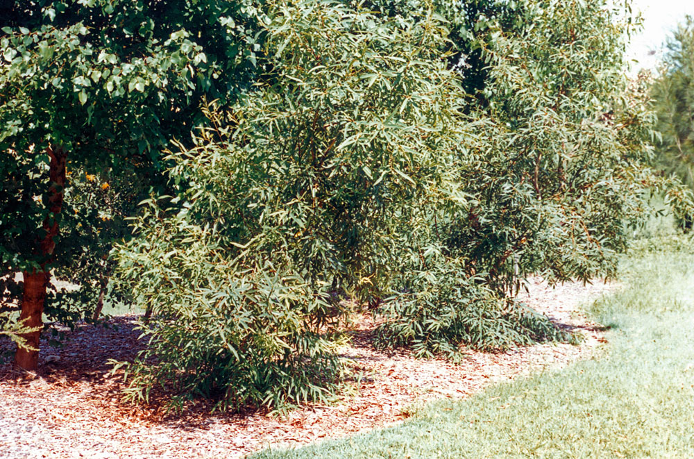 Eucalyptus curtisii, floral emblem of Ipswich, Rosewood, Ipswich, c.2000