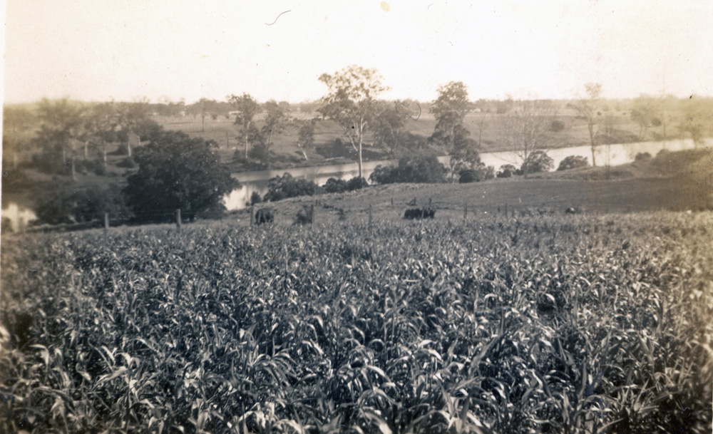 Brisbane River down from Riverside Coal Colliery at Moggill, 1946