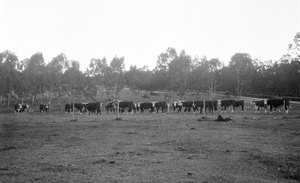 Cows in the yard of Slacks butchery at Churchill abattoir site, Berry Street, Churchill, Ipswich, 1910s