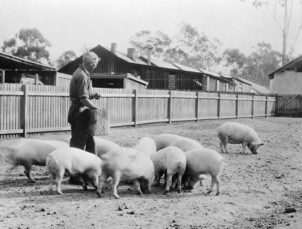 Feeding pigs in the yard of Slacks butchery at Churchill abattoir site, Berry Street, Churchill, Ipswich, 1910s