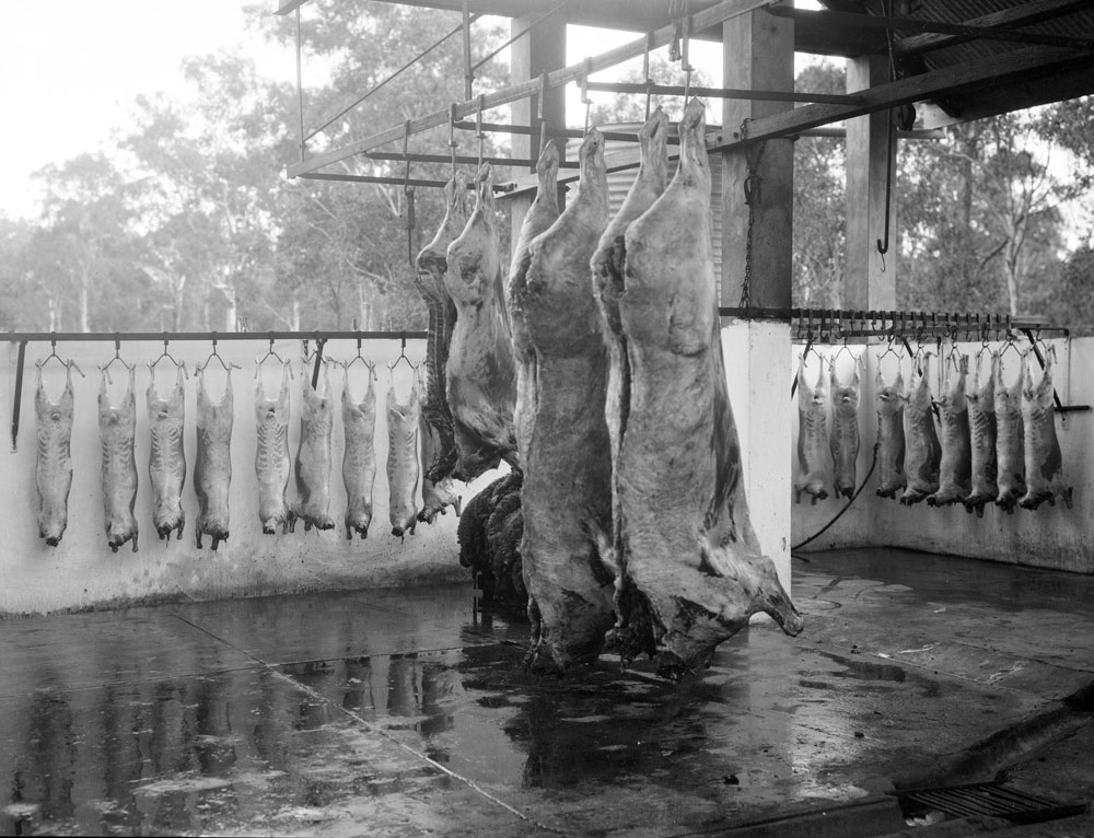Churchill Abattoir slaughter house, Churchill, Ipswich, 1910s