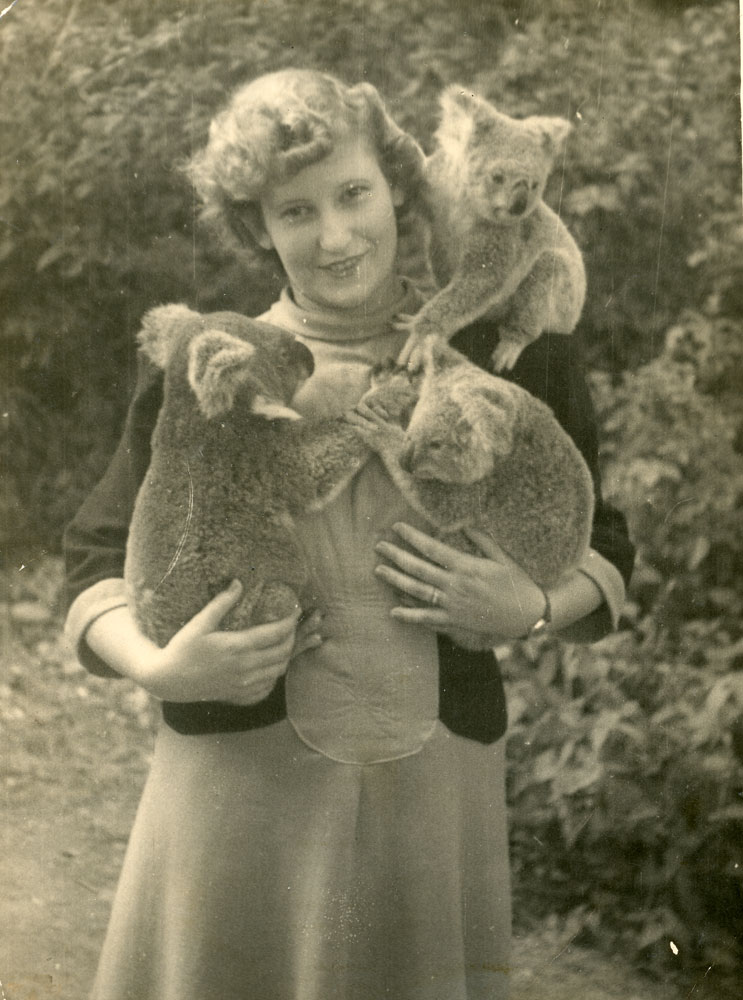 Phyllis Mander (nee Brown) with koalas, thought to be at Lone Pine Sanctuary, Fig Tree Pocket, Brisbane, mid 1940s