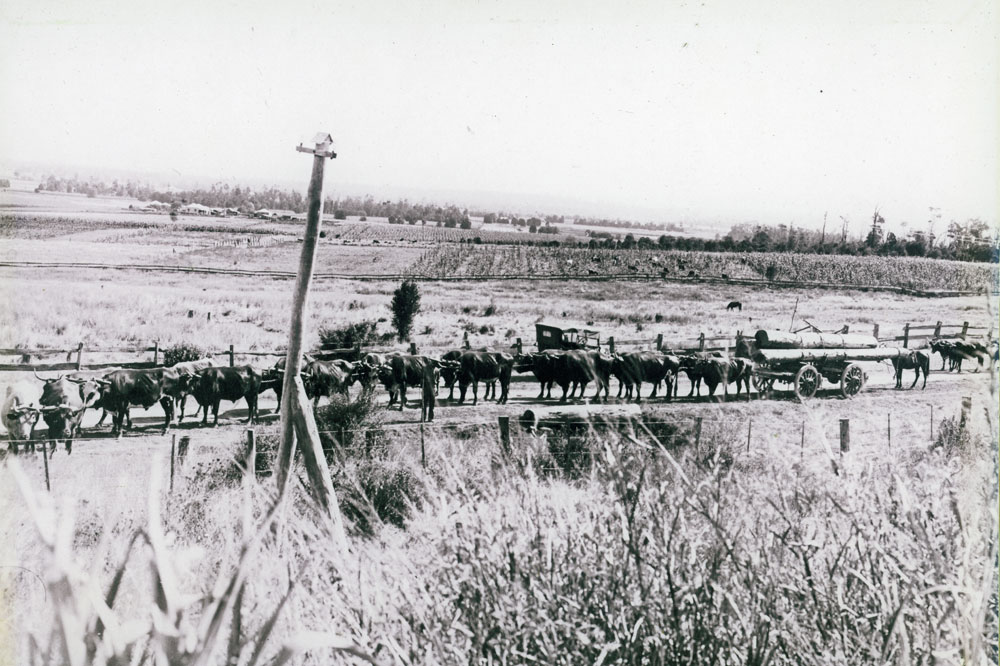 Charles Alfred (Alf) Smith with his bullock team, North Rosewood, Ipswich, 1919