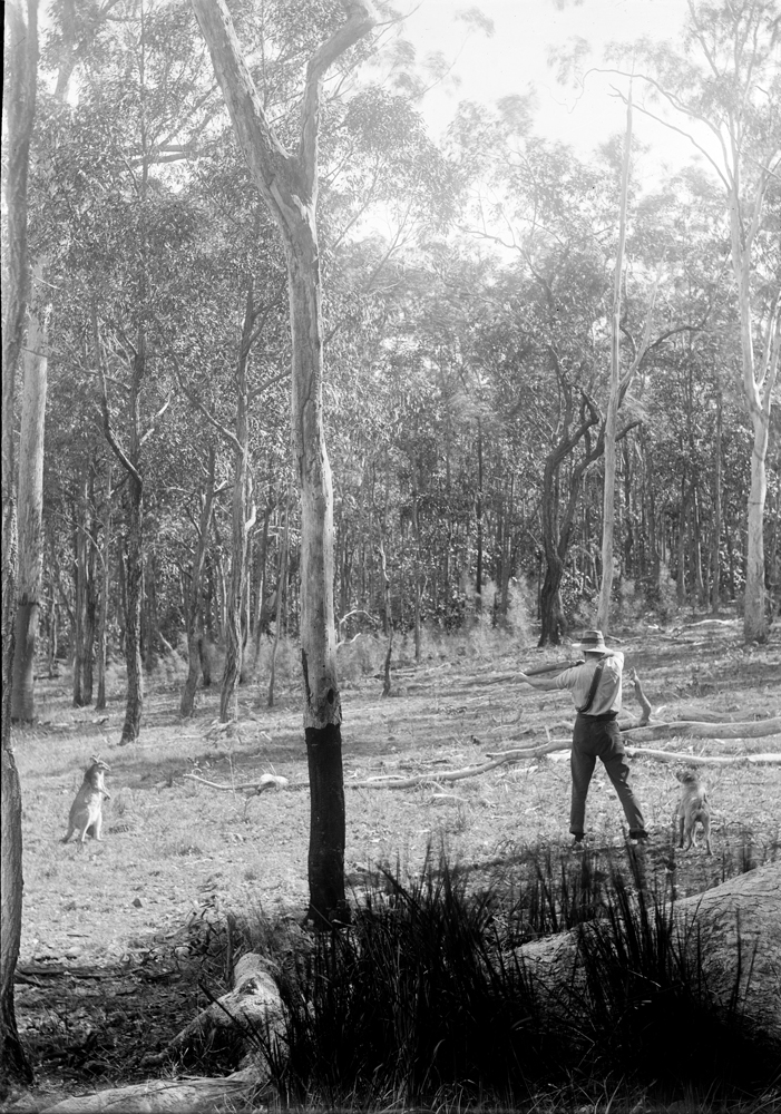 Man with dog, shooting at wallaby, location unknown, c1900.