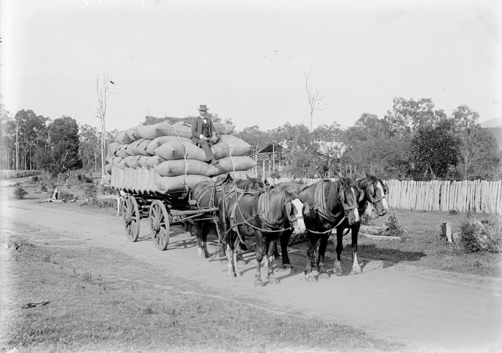 Chaff on the way to market, Ma Ma Creek, Lockyer District, 1899