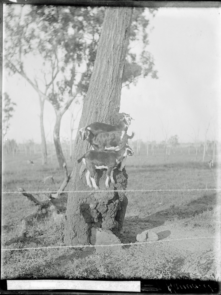 Climbing Goats, Lake Clarendon, c1906