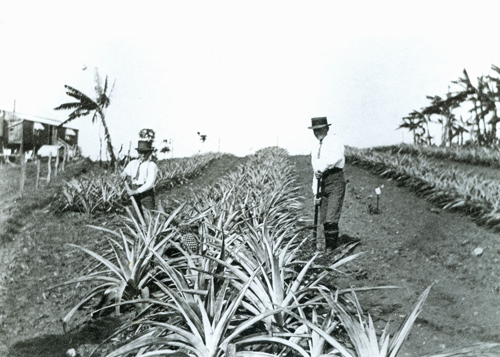 Pineapple growing, Tallegalla, Ipswich, 1920