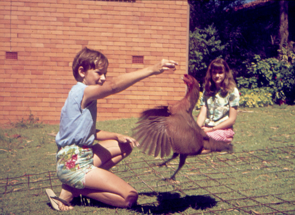 Pritchard siblings Brad and Maria playing with Ossie the hen in backyard of home in Warrawong Street, Blackstone, Ipswich, 1980