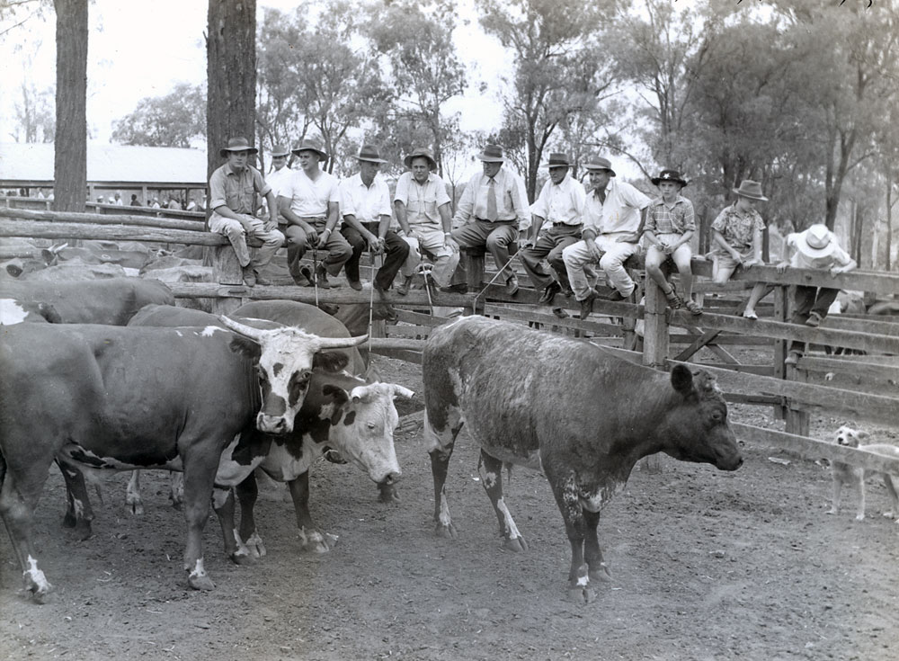 Agents and buyers at the Churchill saleyards, Churchill, Ipswich, 1958