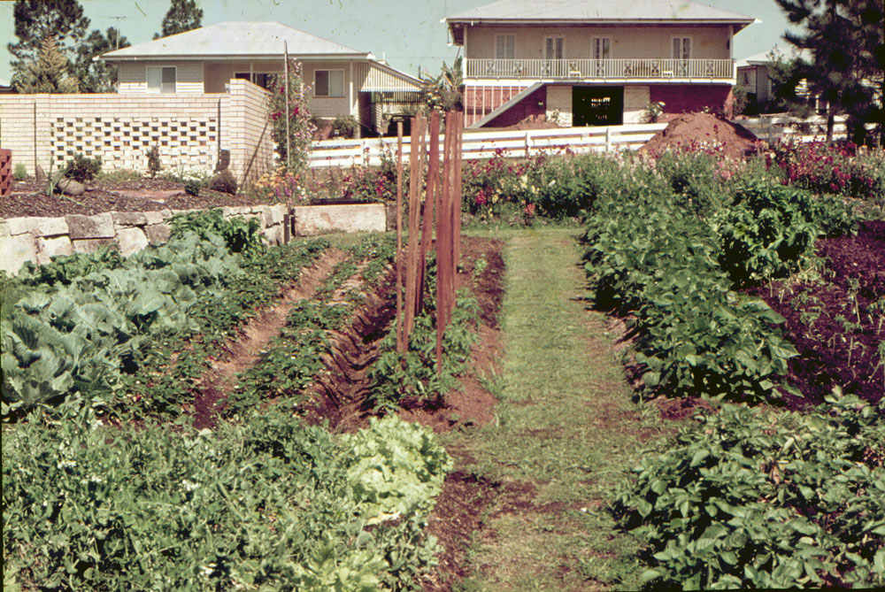 Vegetable garden in Stafford Street, Ipswich, 1970s