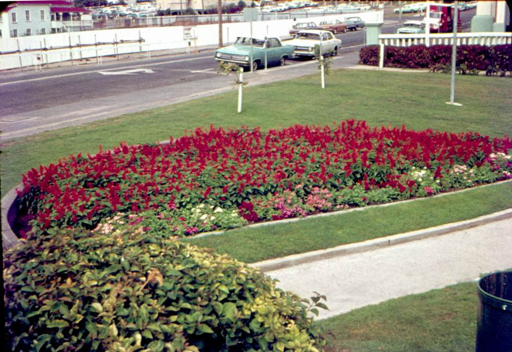 Garden at Soldiers Memorial Hall, 63 Nicholas Street, looking towards construction site of Civic Centre, Ipswich, 1973