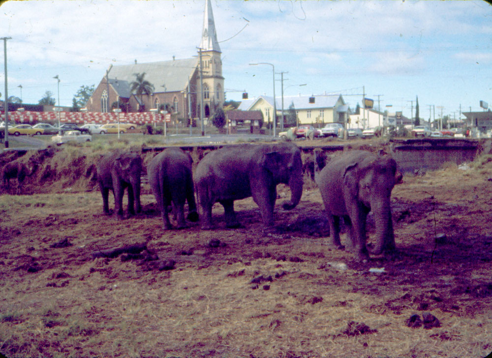 Elephants on the site of the future Coles Supermarket, corner Gordon and Brisbane Streets, Ipswich, 1976