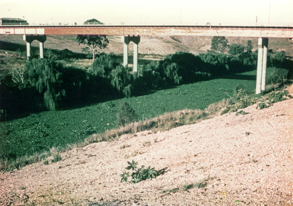 Water Hyacinths on the Bremer River, with David Trumpy bridge in background, Ipswich, 1973