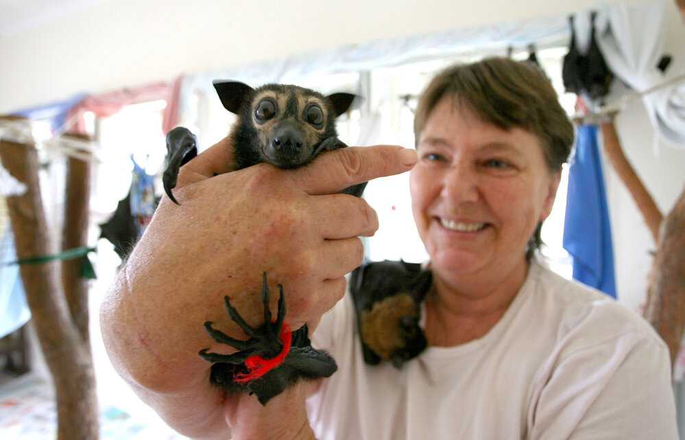 Helen Darbellay with flying foxes, Ipswich, January 2008 