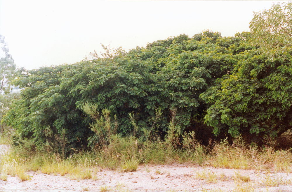 Brynhyfryd, 1991