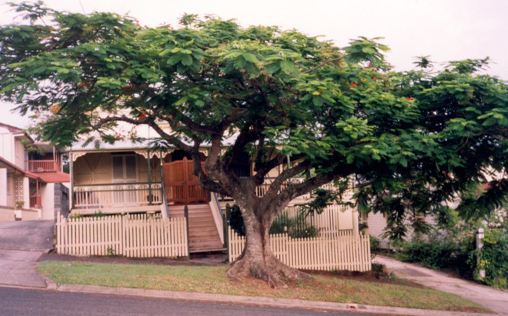 Tarshaw, Ellenborough Street, Denmark Hill, 2003, with tree in foreground