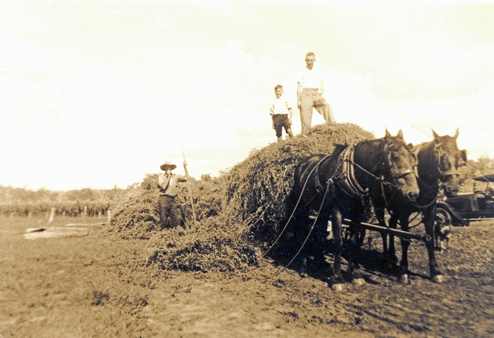 Hay carting in the Rosewood area, 1940s