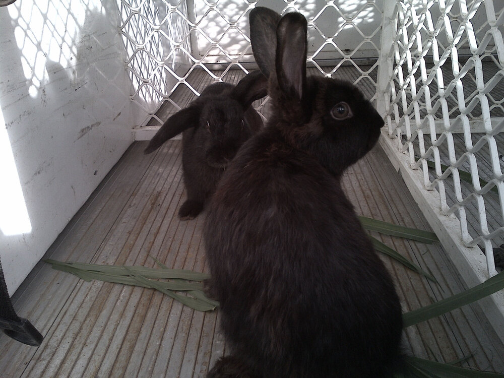 Rabbits found during floods at Goodna, Ipswich, January 2013