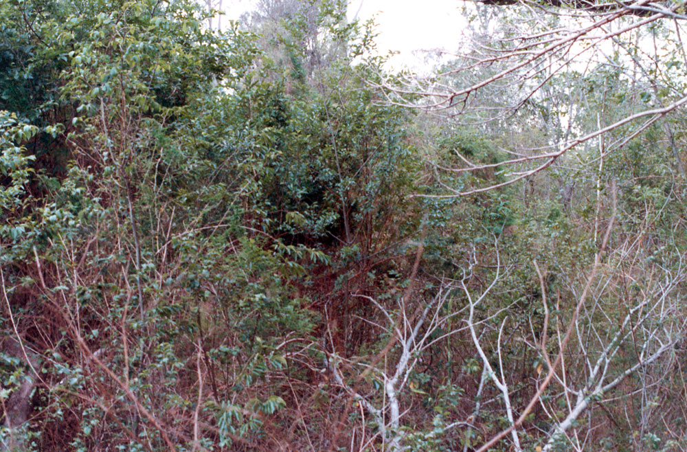 Vegetation confluence at Six Mile Creek to Bremer River, Ipswich, 1991
