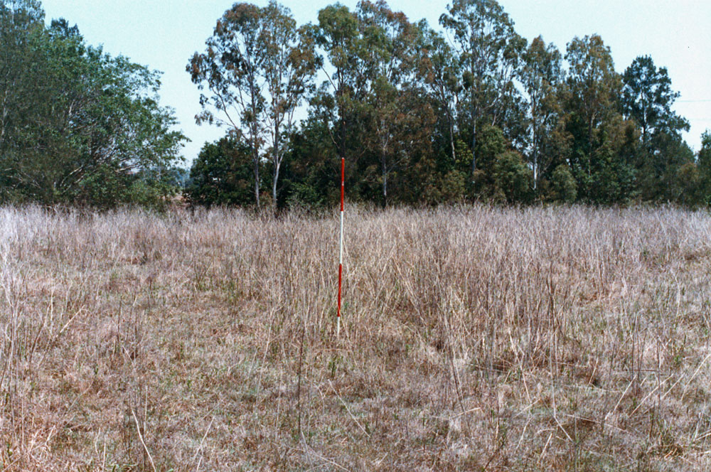 View towards Bundamba Creek, near Graham Road, Blackstone, Ipswich, 1991