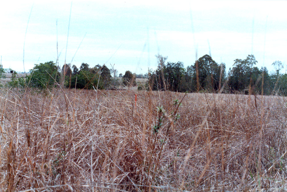 View near Hanlon Street, at the junction of Bremer River and Bundamba Creek, Bundamba, Ipswich, 1991