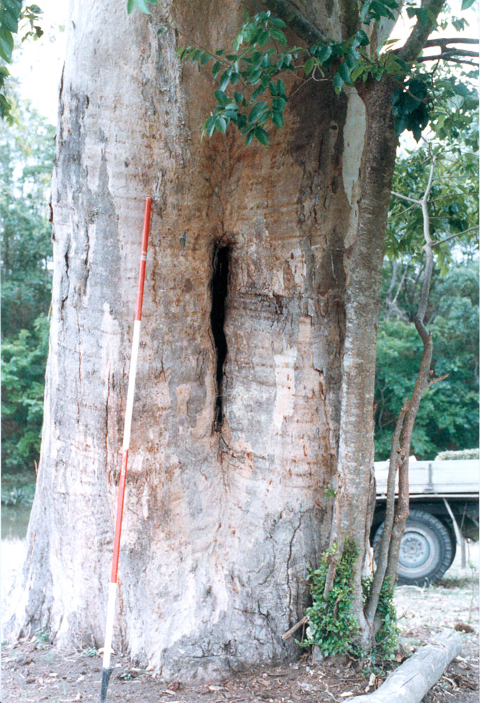 Large tree near Bundamba Creek, Bundamba, Ipswich, 1991