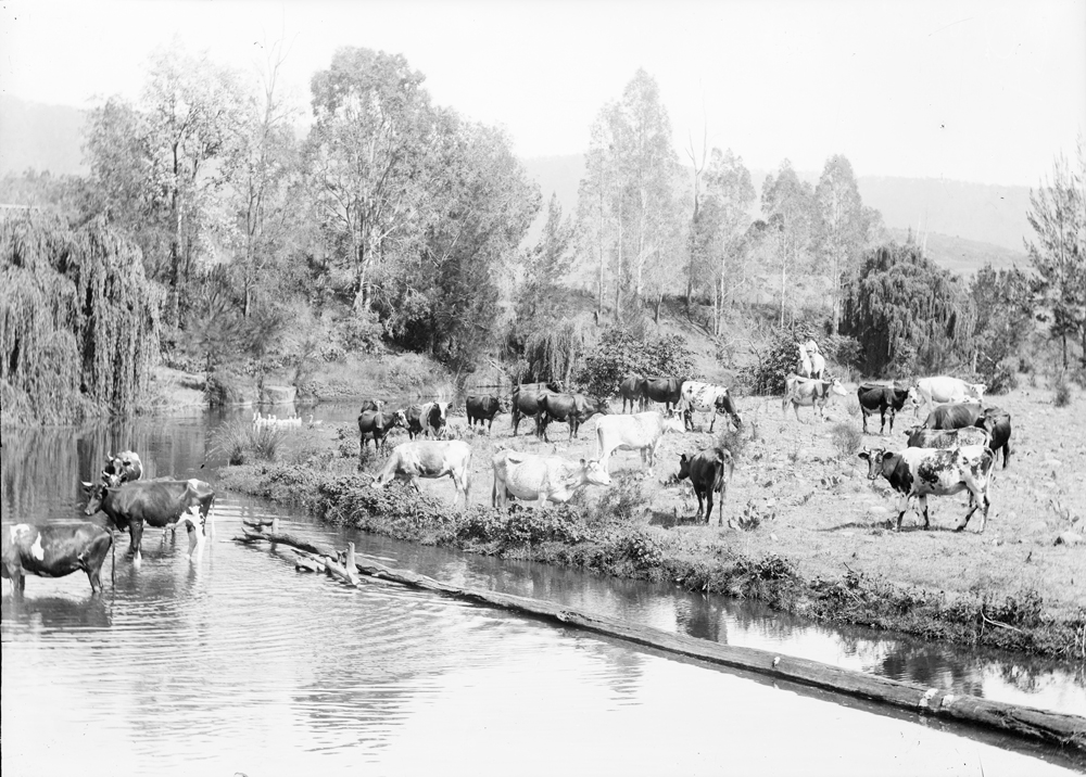 Cattle on river flat, Hansen - Harrisville, n.d.