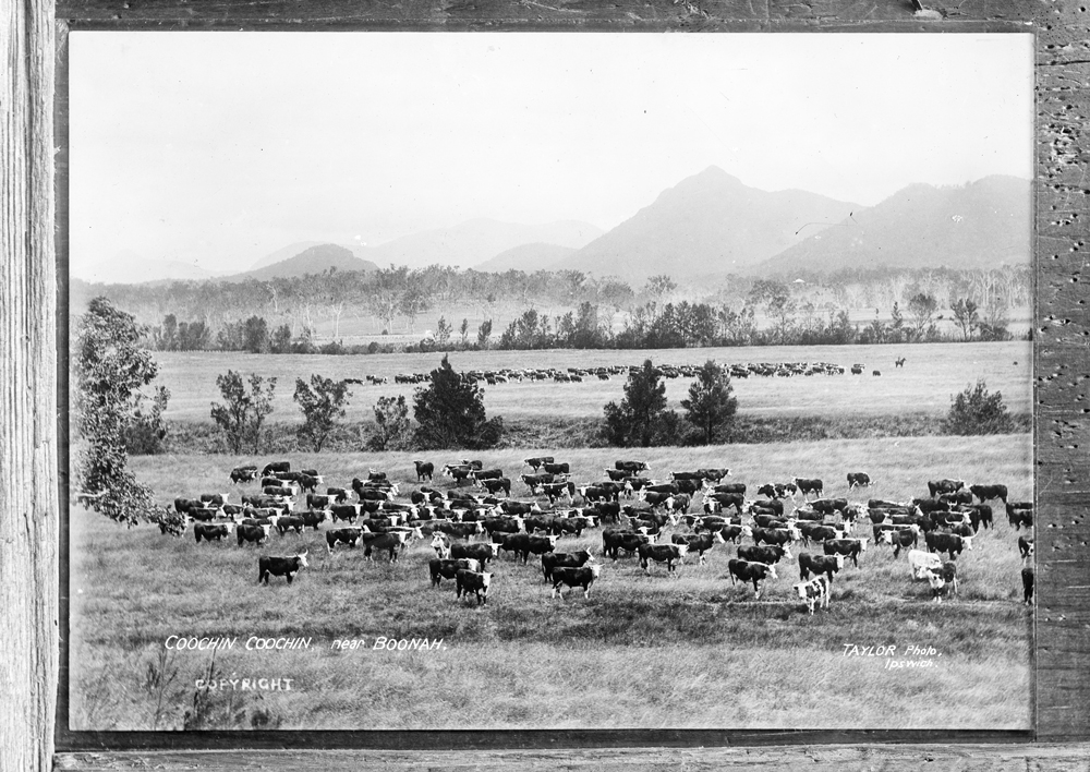 Copy of a Taylor Postcard of Hereford Cattle, Coochin Coochin, Scenic Rim, c.1909