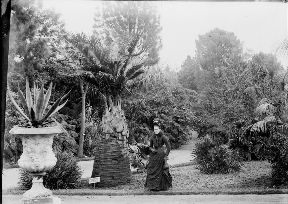Woman standing next to palm, Royal Botanic Gardens Victoria, Melbourne, c.1900's
