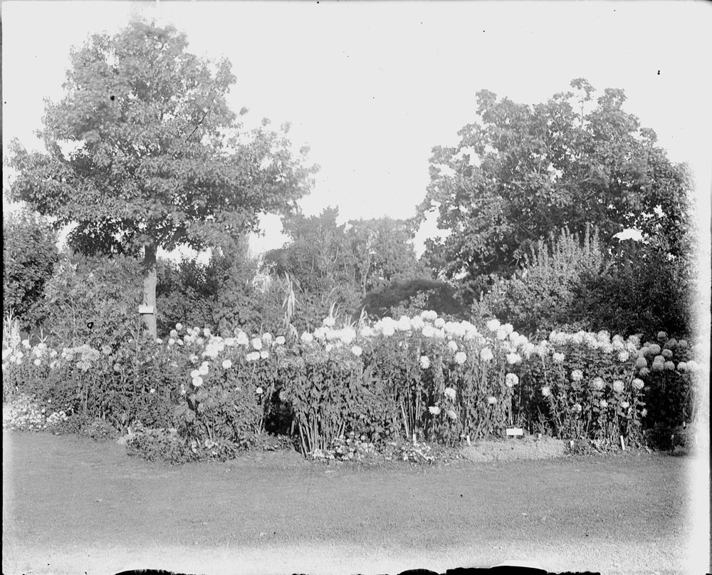 Unknown garden, thought to be Ipswich region, c.1900's 