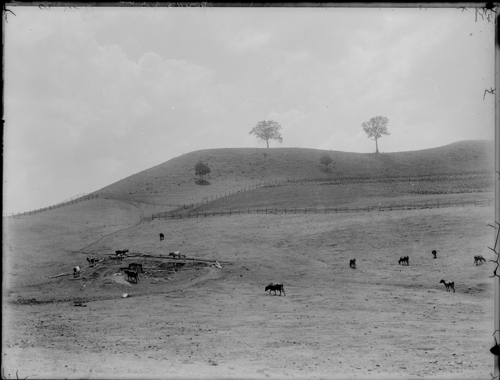 Two Tree Hill, Tallegalla, c.1900