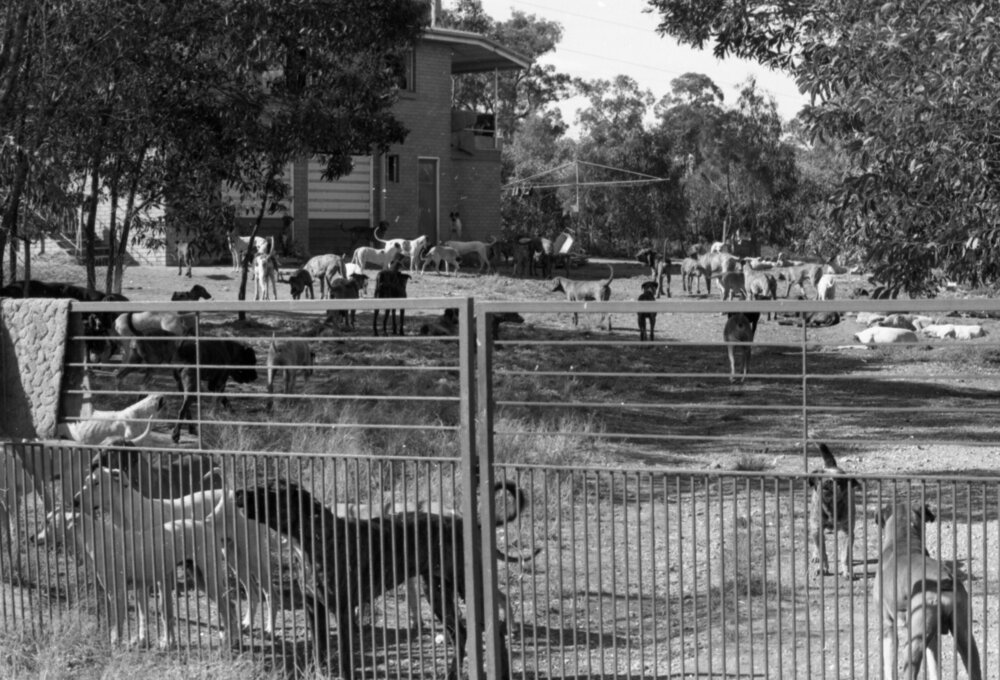 Dogs outside a residence, Ipswich, August 1980