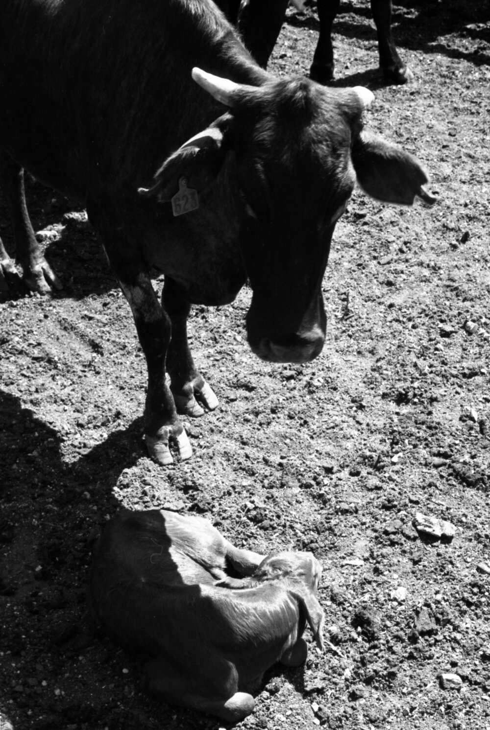 Churchill Cattle Sales, Ipswich, September 1981