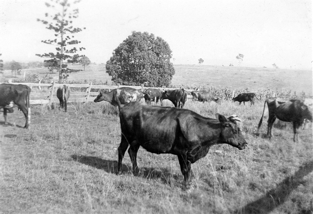 Cattle on farm near Rosewood, Ipswich, 1945