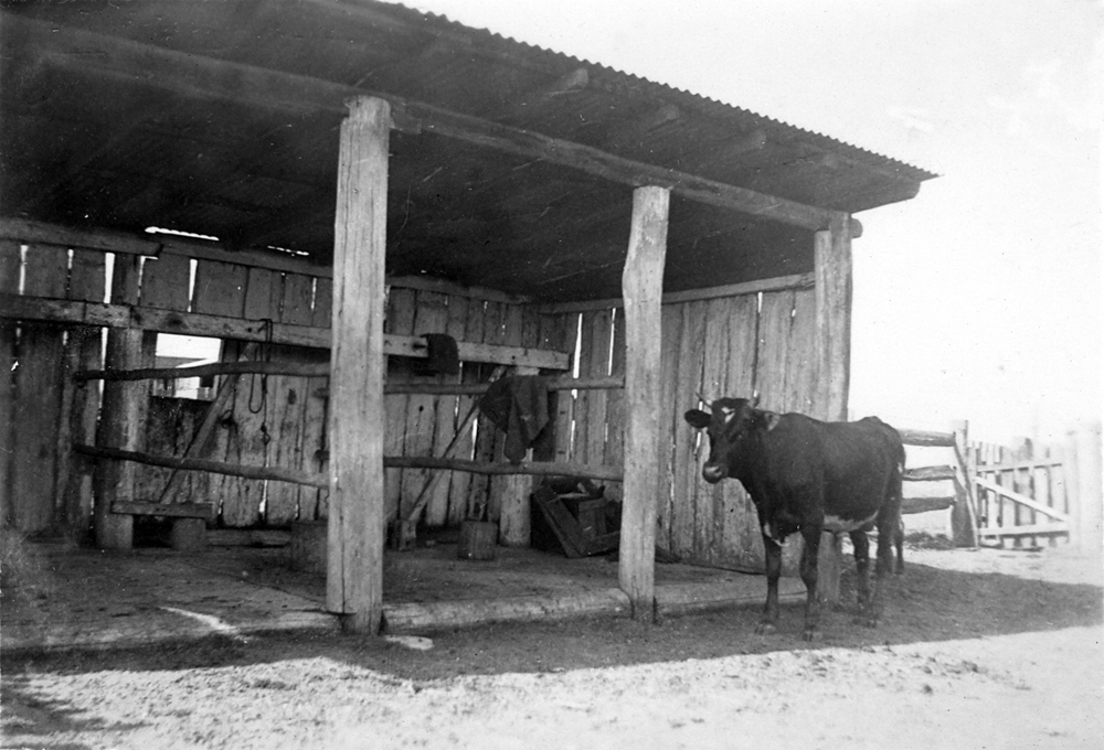 Cow bails on farm near Rosewood, Ipswich, 1945