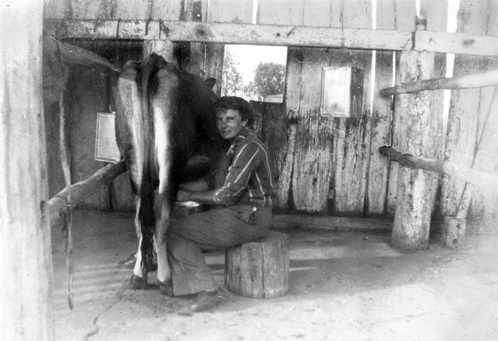 Unidentified woman milking a cow on a farm near Rosewood, Ipswich, 1946