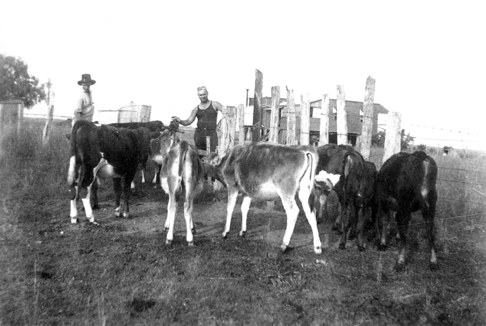 Calves and farm workers on dairy farm near Rosewood, Ipswich, 1946