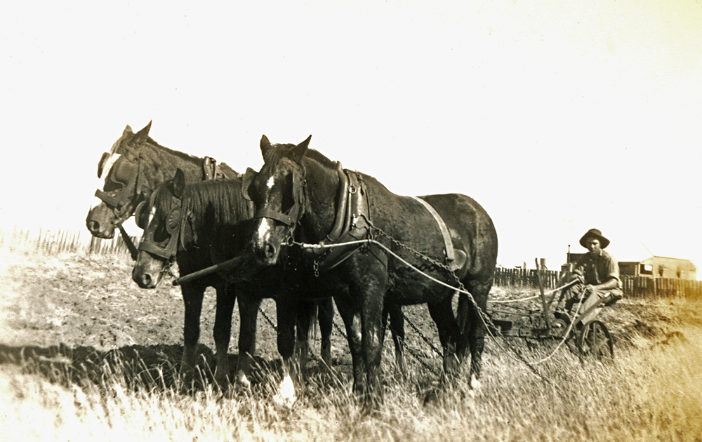 Ploughing on farm near Rosewood, Ipswich, 1947