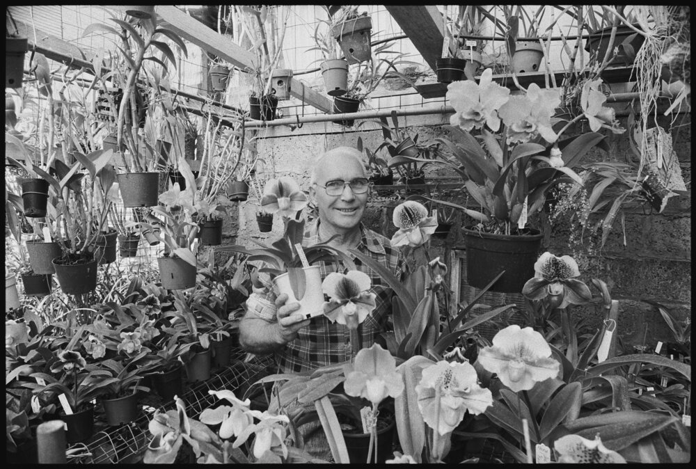 Les Heineman with his Orchids in a green house, Silkstone, Ipswich, September 1987