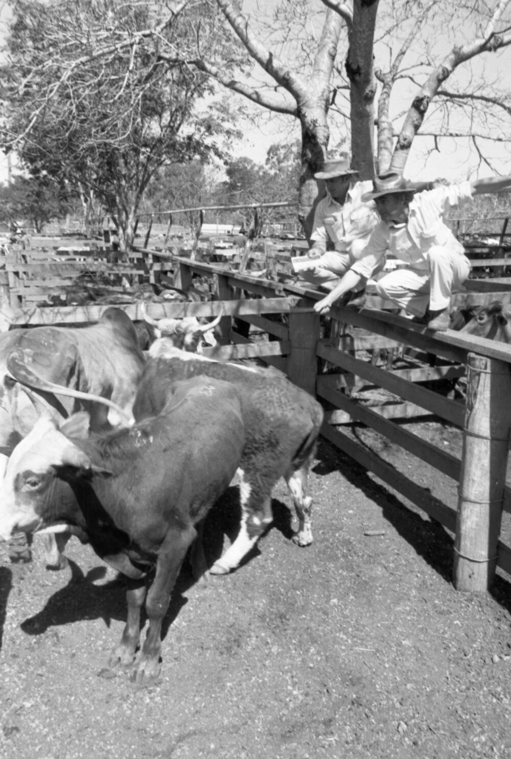 Churchill Cattle Sales, Ipswich, September 1981