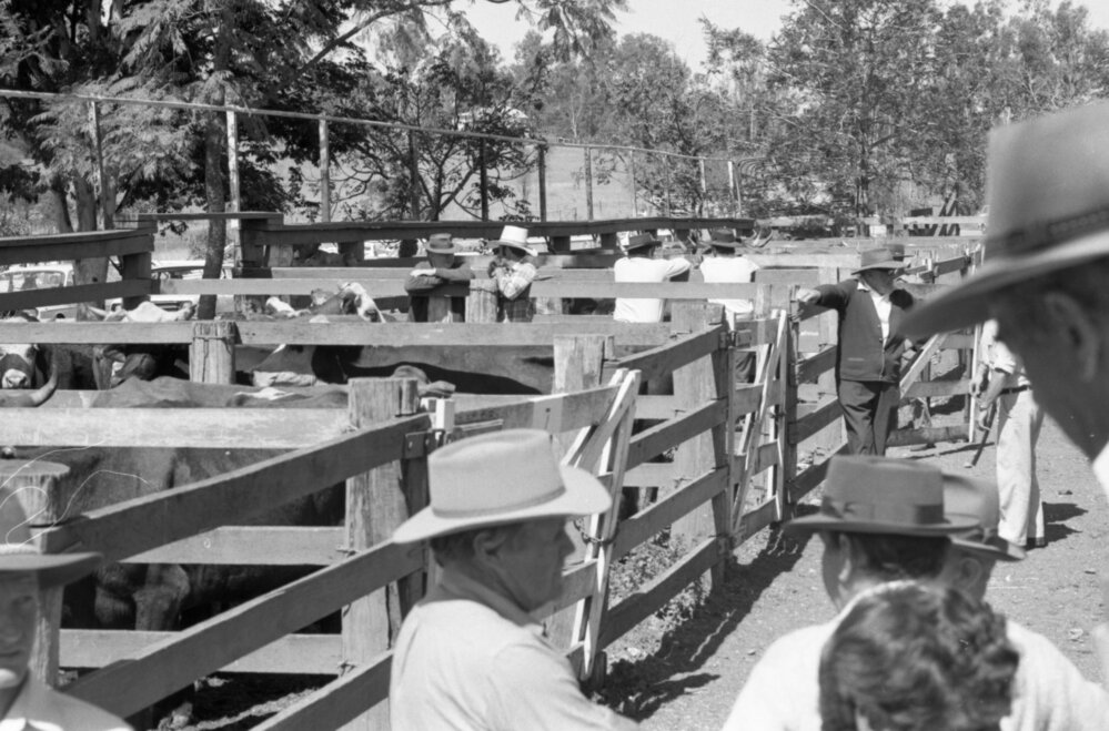 Churchill Cattle Sales, Ipswich, September 1981
