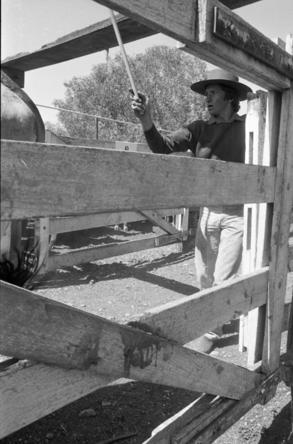 Churchill Cattle Sales, Ipswich, September 1981
