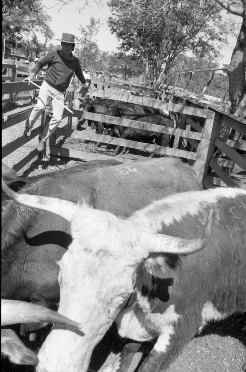 Churchill Cattle Sales, Ipswich, September 1981