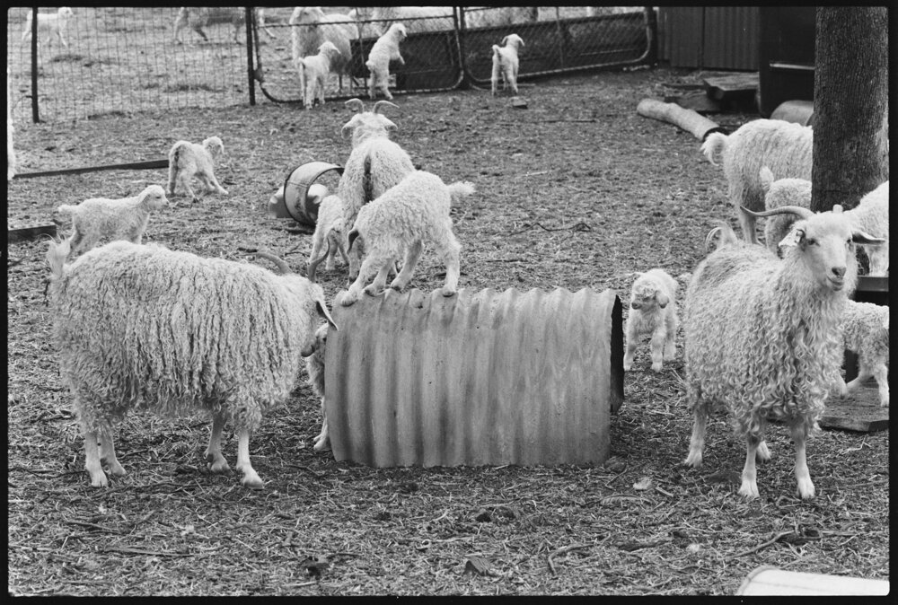 Goats in a pen, Ipswich, September 1987