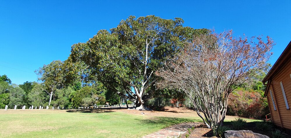 Kholo Gardens - tree near the Church, 2020