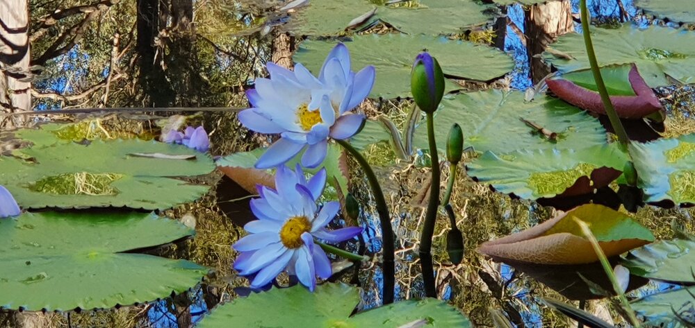 Kholo Gardens Pond, 2020