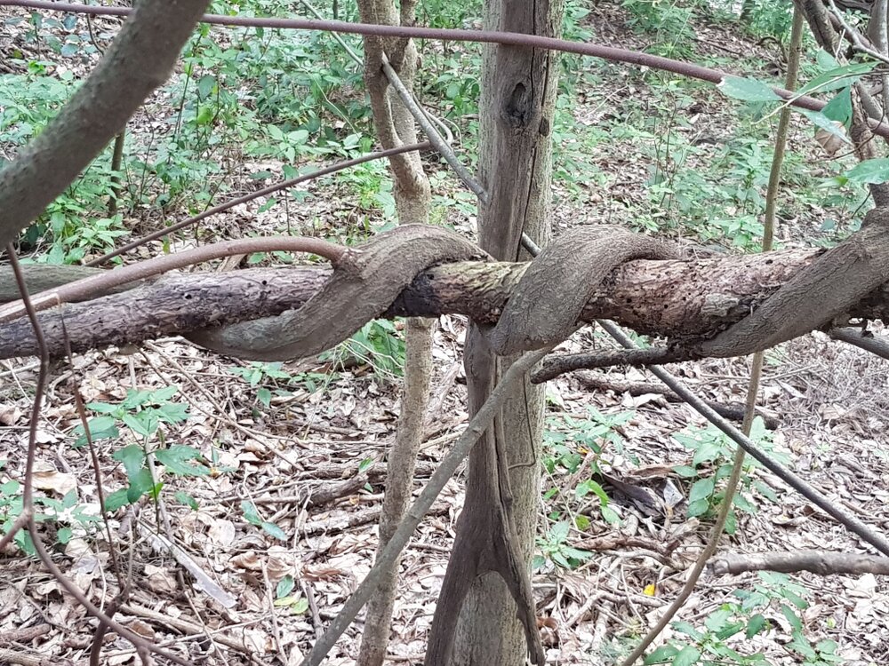 Kholo Gardens - twisted tree branch, 2019