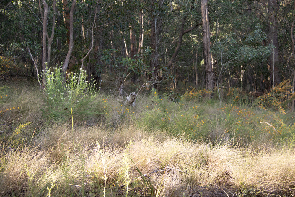 Denmark Hill Conservation Reserve, Ipswich, September 2022