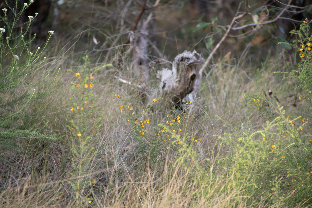 Denmark Hill Conservation Reserve, Ipswich, September 2022